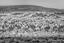 Patagonia